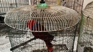 Dari Kakatua hingga Perkici Pelangi, 4 Satwa Papua Diselamatkan dari Perdagangan Ilegal