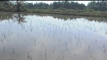 الفيضانات والمزارعون في شمال آتشيه يخسرون Rp42 بليون