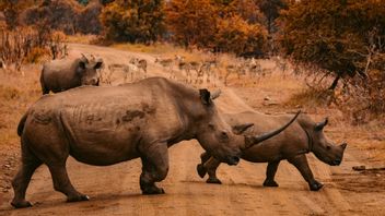 40年来濒临灭绝，犀牛终于回归探索莫桑比克的荒野