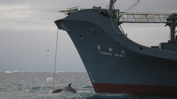 Japan Plans To Add Cylinder Whale Species To Commercial Hunting List