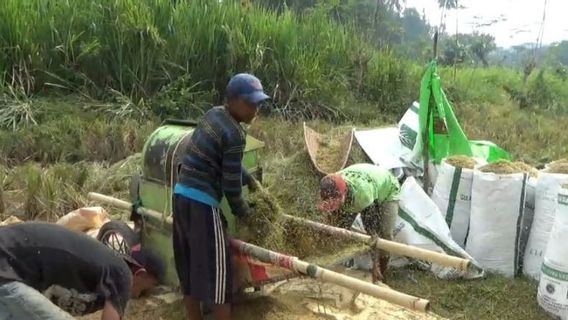 Puluhan Hektare Tanaman Padi di OKU Sumsel Diserang Hama Tikus