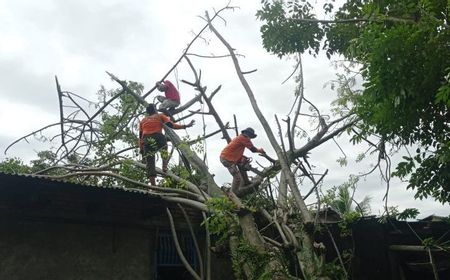 65 Pohon Tumbang Akibat Cuaca Ekstrem di Padang, BPBD Fokus yang Hambat Jalan