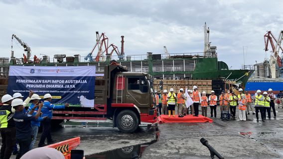 DKI buys 7,500 cows from Australia, Pramono: If you don't import, the price will definitely go up. 