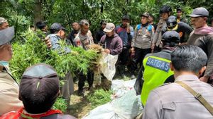 Lumajang Police Find Hundreds Of Cannabis Plants In The Semeru Slope