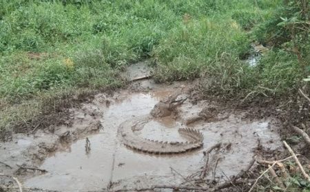 Kerap Makan Ikan Ternak, Buaya 2,5 Meter Ditangkap Warga Tanjungpinang Kepri