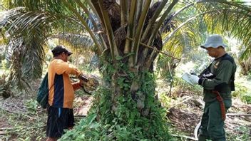 Tim Kemenhut Tangkap Perambah Hutan Koridor Gajah di TWA Seblat