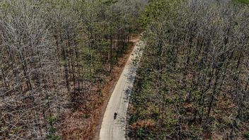 Understanding the Purpose of Jatropha Trees Losing Leaves During the Dry Season: The Secret to Survival!