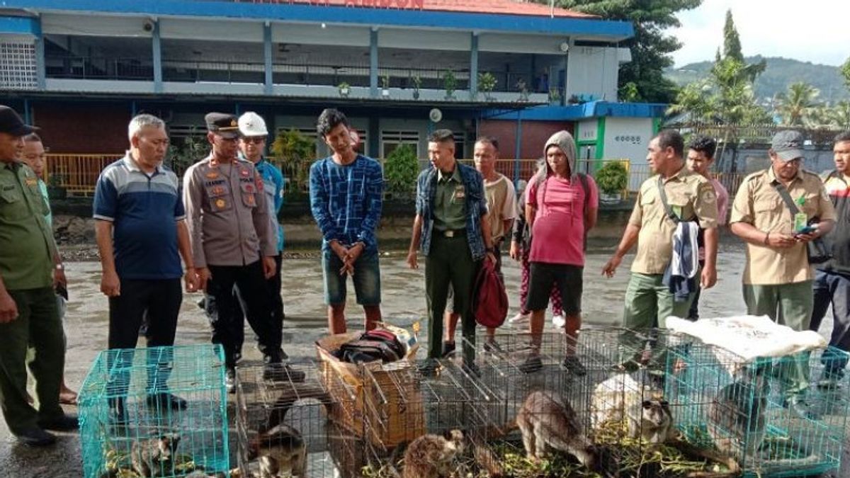 Police Thwart Smuggling Of 7 Kangaroo From Papua