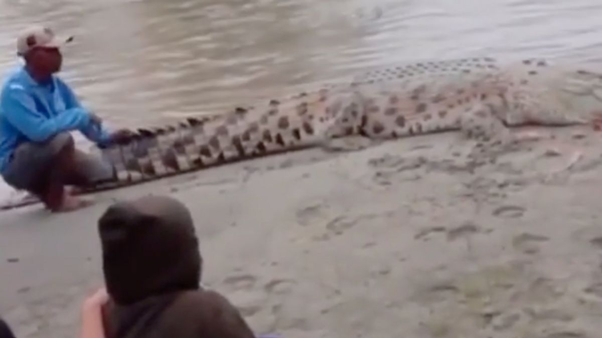 Once There Was Someone Who Grabbed A Crocodile, Now Palu Residents Were Bitten By A Crocodile While Swimming In Talise
