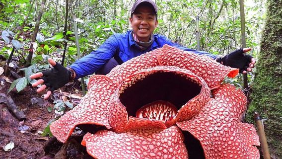 The Wilderness Of South Sumatra Is A Comfortable Home For Rafflesia Arnoldii