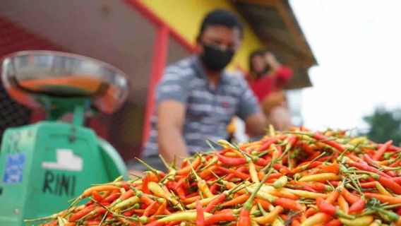 Petani Jelaskan Penyebab Harga Cabai Melonjak: Produktivitas Turun, Bunga Rontok karena Hujan