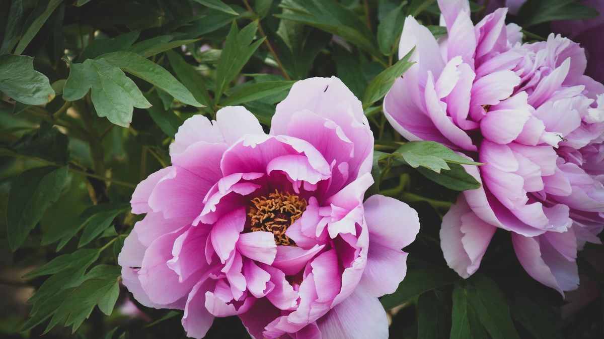 Rekomendasi 5 Jenis Tanaman Bunga yang Mengeluarkan Aroma Wangi