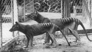 Ilmuwan Australia Teliti Pengembangan Teknologi untuk 'Mengembalikan' Harimau Tasmania yang Punah