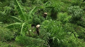 Nyanyi Bali et Valrhona lancent Valrhona Cocoa Forest à Bali, pour créer une gastronomie durable