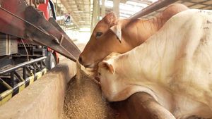 350 Cows In Padang Are Not Eligible For Eid Al-Adha Sacrifice