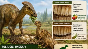 Fosil Gigi Ungkap Dinosaurus Mungkin Beri Anak Makanan Khusus