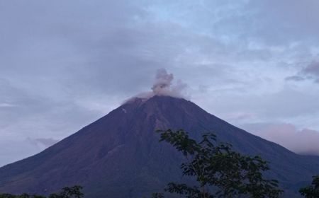 Semeru Kembali Erupsi, Lontarkan Abu Setinggi 800 Meter