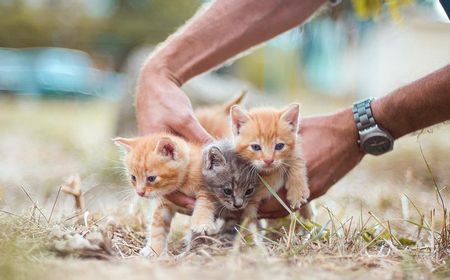 Geger Temuan Sejumlah Kucing Dimutilasi di Universiti Malaya Malaysia