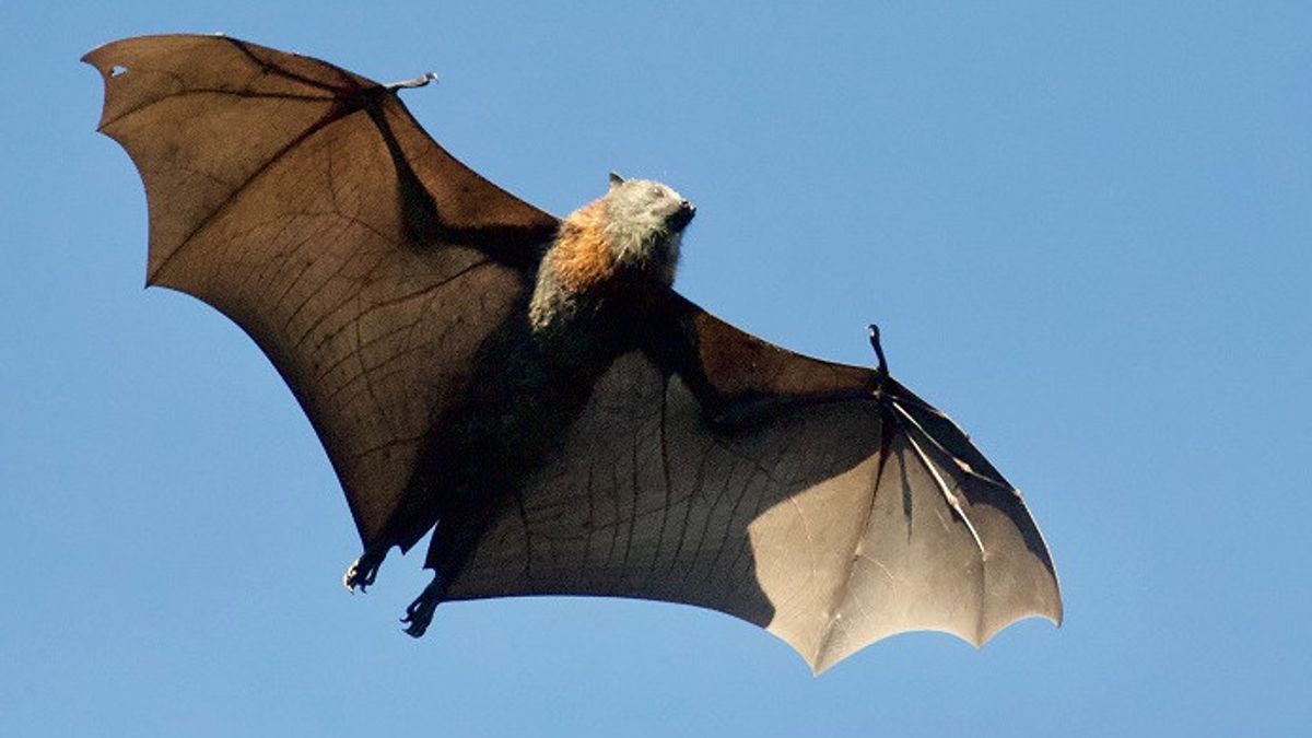 科学家发现蝙蝠可以像死亡金属歌手一样咆哮的事实