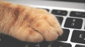 Kucing Suka Datang ke Laptop saat Digunakan, Apa Sebabnya?