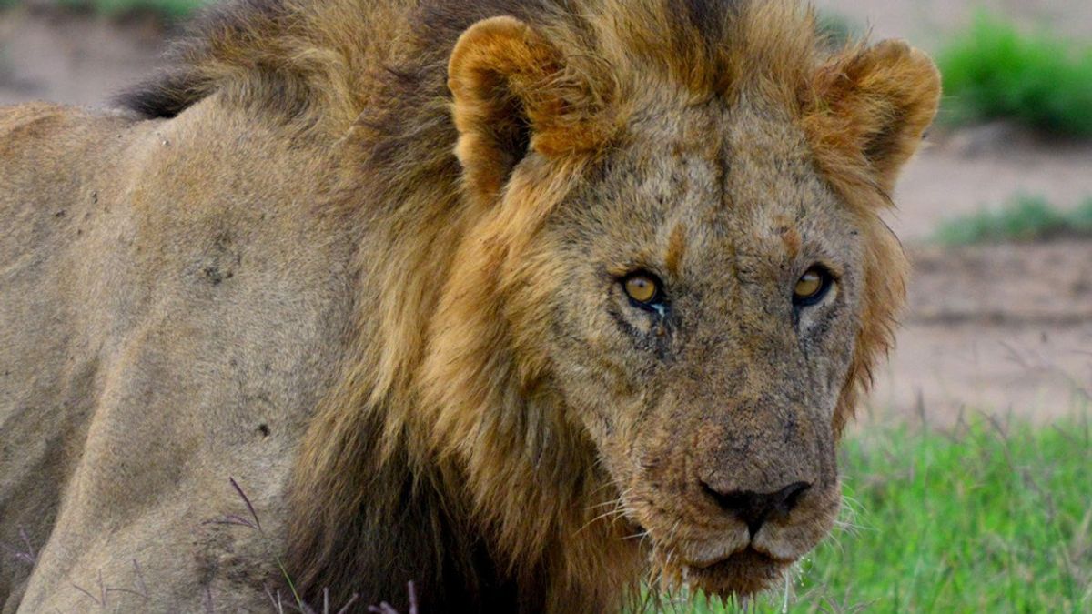 ケニア人の飢えと家畜への入場、世界最古のライオンの一人が殺された