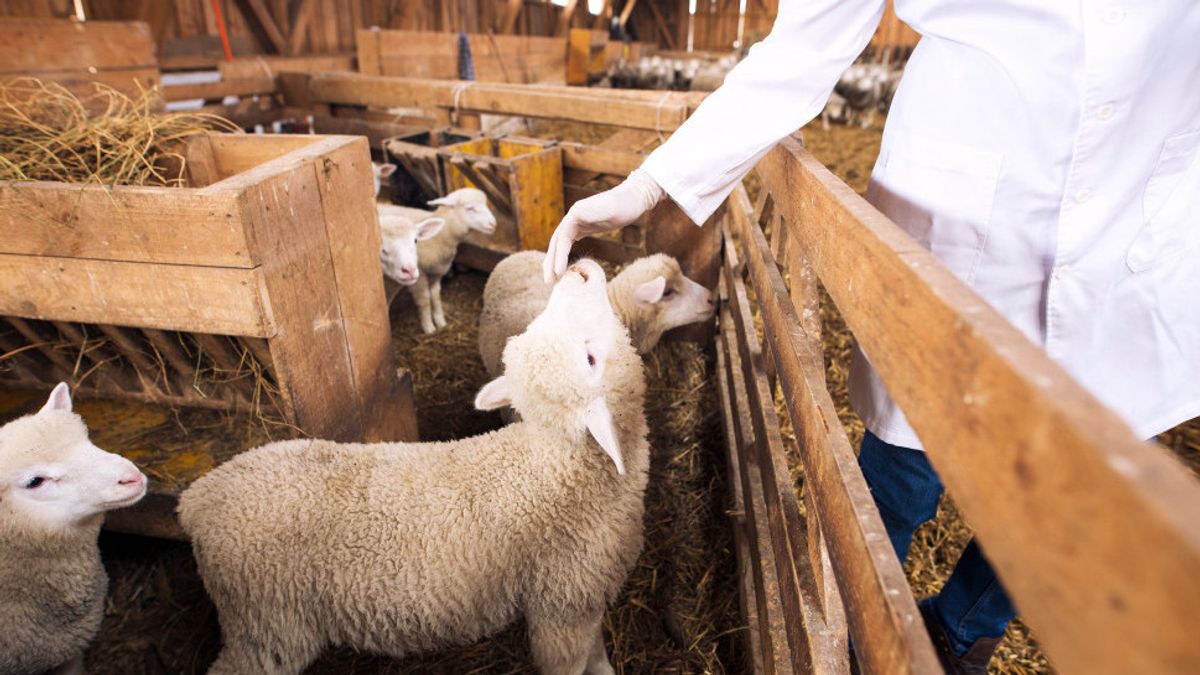 Comment faire de la fermentation de la nourriture de chèvre, offrant beaucoup d’avantages pour l’élevage