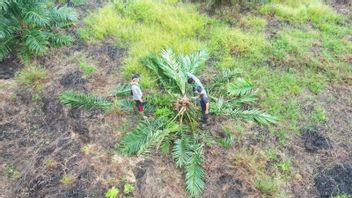 Kemenhut Musnahkan 98,8 Hektare Sawit Ilegal di TN Berbak Sembilang Jambi