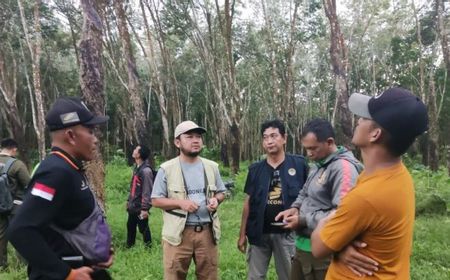 BKSDA Bentuk Tim Cari Kucing Emas Berkeliaran di PTPN 7 Pesawaran Lampung