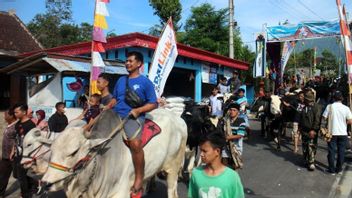 Residents Of The Slope Of Merapi Hold The Syawalan Tradition Of Hundreds Of Cows
