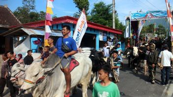 メラピ斜面の住民はシャワランアラクの伝統を保持しています 何百頭もの牛