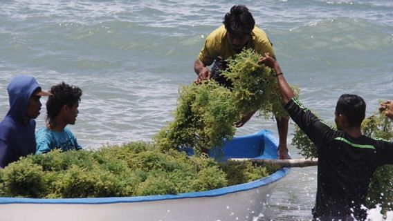 Rumput Laut Sulsel Capai 935,8 Ton pada Triwulan I