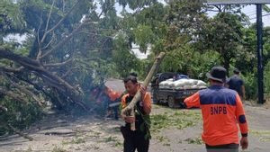 Angin Kecang Tumbangkan Pohon di Jalan Lintas Sumatera di OKU, BPBD Lakukan Evakuasi
