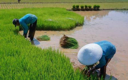 BSI Wujudkan NZE Lewat Program Mitra Plasma Sawit bagi Petani