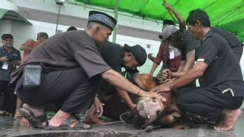 Ditendang Sapi Kurban, Warga Tanah Datar Meninggal Dunia