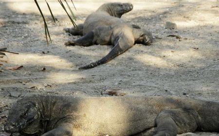 Dengar Saran Jokowi, Pemprov NTT Tunda Tarif Rp3,75 Juta Masuk Pulau Komodo-Padar Hingga 1 Januari 2023