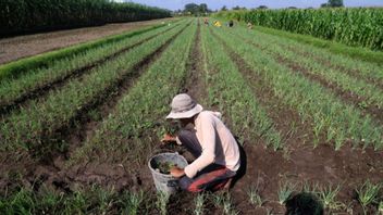 阿姆兰农业部长:印尼农业的未来掌握在年轻一代和学生手中