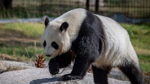 La Finlande rapatriera 2 panda géants en Chine, insuffisante pour les coûts d'entretien