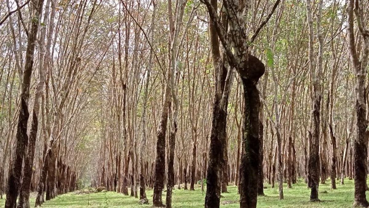 Jurnal Celebes: Deforestasi Hutan Sulsel Capai 66.158 ha, Pengelolaan Lahan Jadi Penyebab