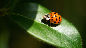 それらを取り除かないで、これらの5種類の昆虫が植物に干渉しないことが判明した