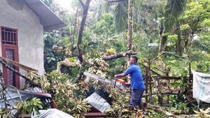 Pohon Menimpa Rumah Akibat Angin Kencang di Nagan Raya, Tak Ada Korban