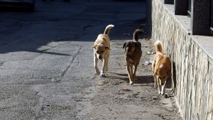 Belasan Anjing Liar Diduga Mati Akibat Diracun, Gendermarie Turki Gelar Penyelidikan