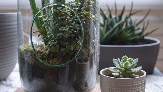 أسباب لماذا وجود Terrarium يمكن أن تجعل الناس أكثر سعادة