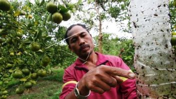 Hama Lalat di Aceh Barat Meresahkan, Diduga Berasal dari Peternakan Ayam