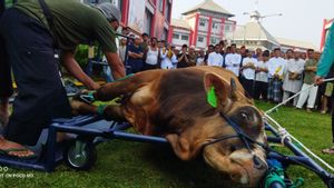 法律和人权部长Yasonna Laoly在塞伦巴拘留中心屠宰了一头献祭的牛
