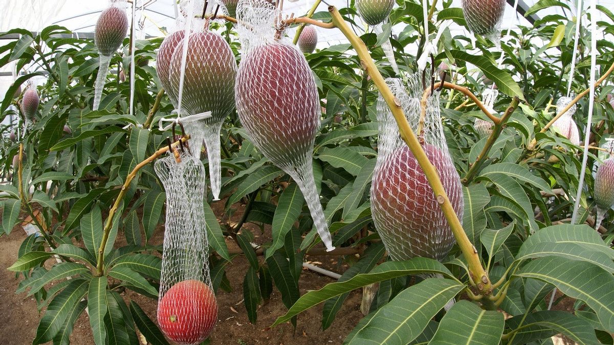 优质日本芒果开始出口：在温泉种植，冬季收获，每株水果530万印尼盾