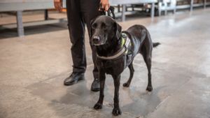 Belasan Anjing Penyelamat Ditembak Mati karena Pembatasan COVID-19, Pejabat Australia Gelar Penyelidikan