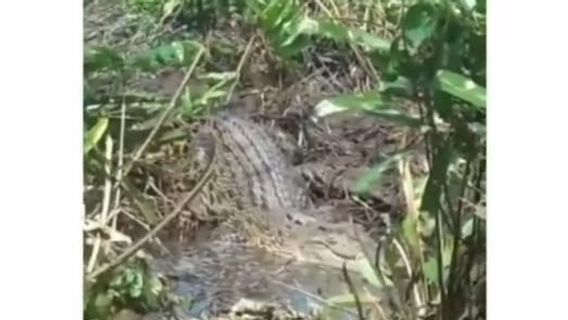 Buaya Besar Muncul di Panakkukang Makassar Bikin Resah Warga