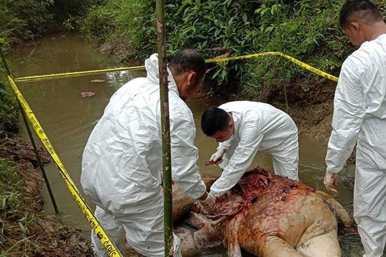 南東アチェの森林地帯で死体で発見されたスマトラゾウ