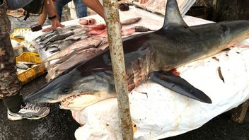 MBGメニューになった後の中毒の引き金、これはシャークの肉の消費の危険性です