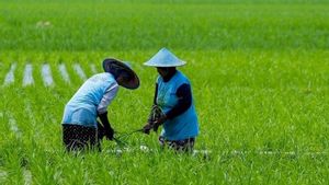 Agrinas Pangan Nusantara Bakal Garap 11,000 Ha Lahan Sawah